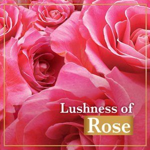 Lushness of rose
